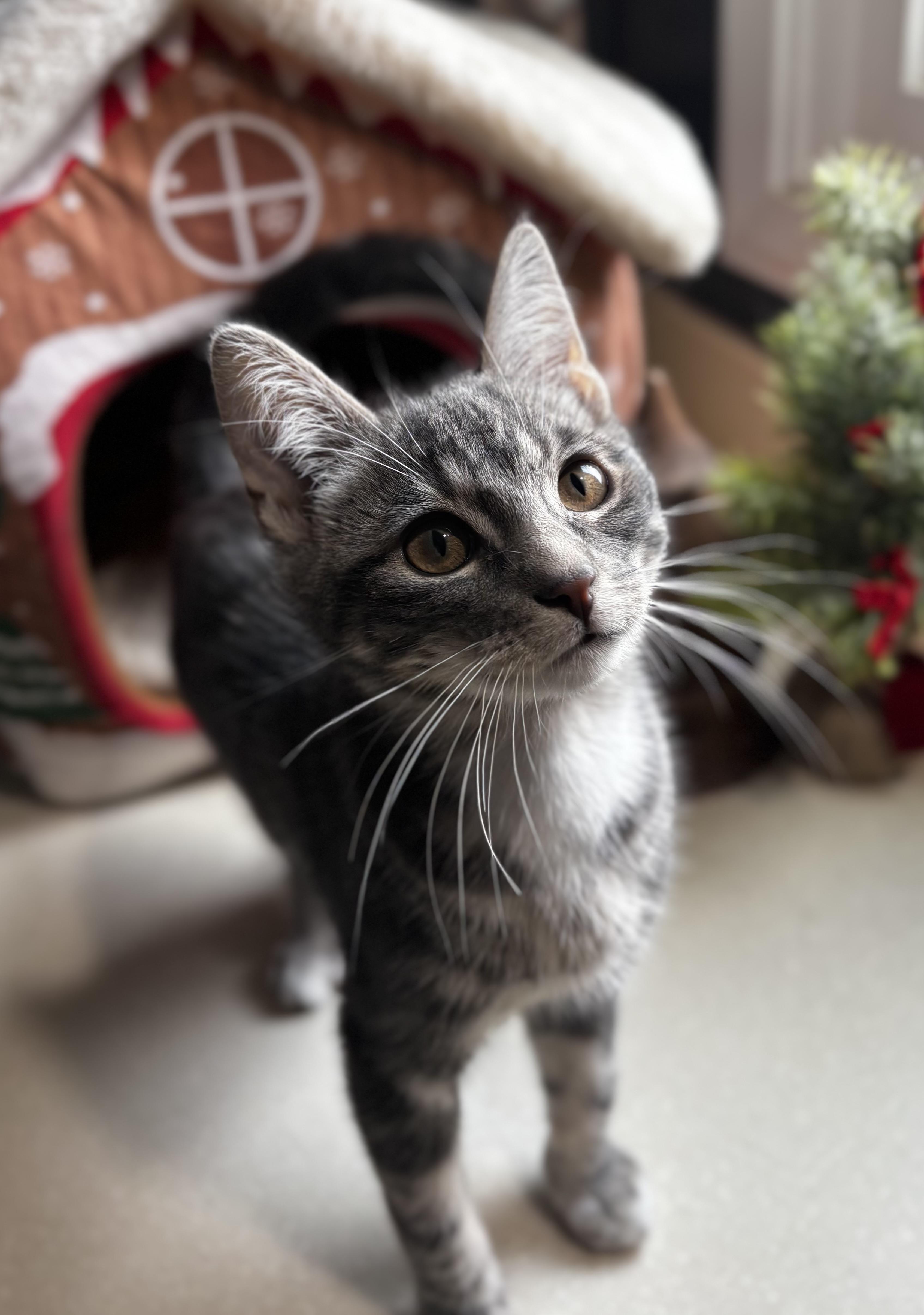 Taz: Pre-Adoption, ADOPTABLE, Kitten Male Domestic Short Hair.