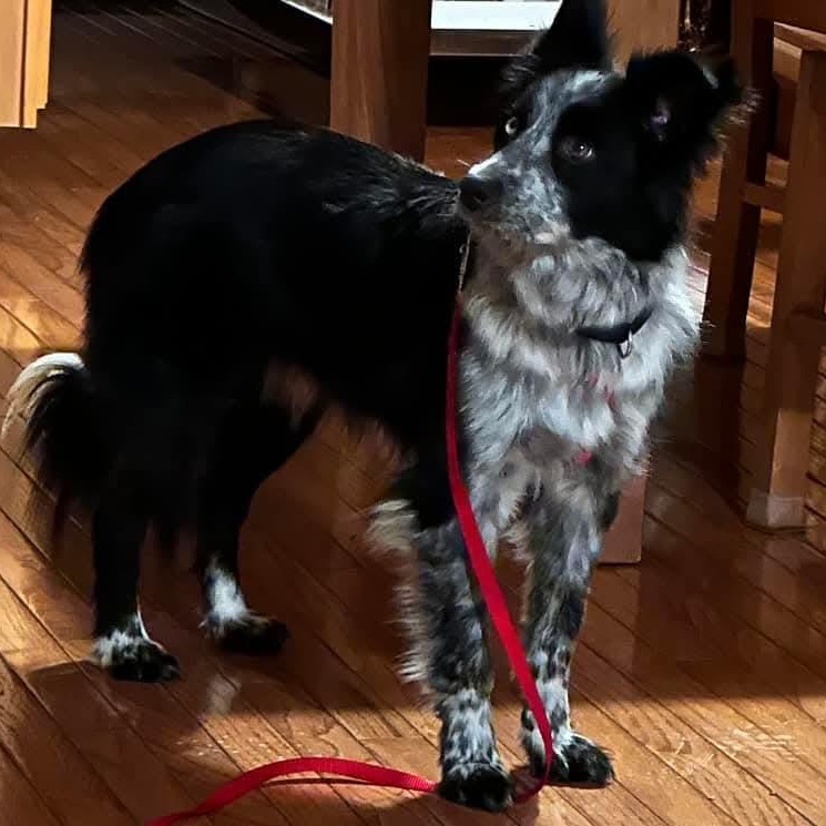Enlarge Jake- ADOPTION PENDING, an adopted Australian Shepherd in Mount Bethel, PA image 6/6