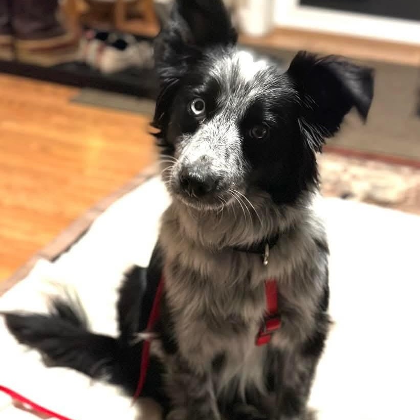 Enlarge Jake- ADOPTION PENDING, an adopted Australian Shepherd in Mount Bethel, PA image 4/6