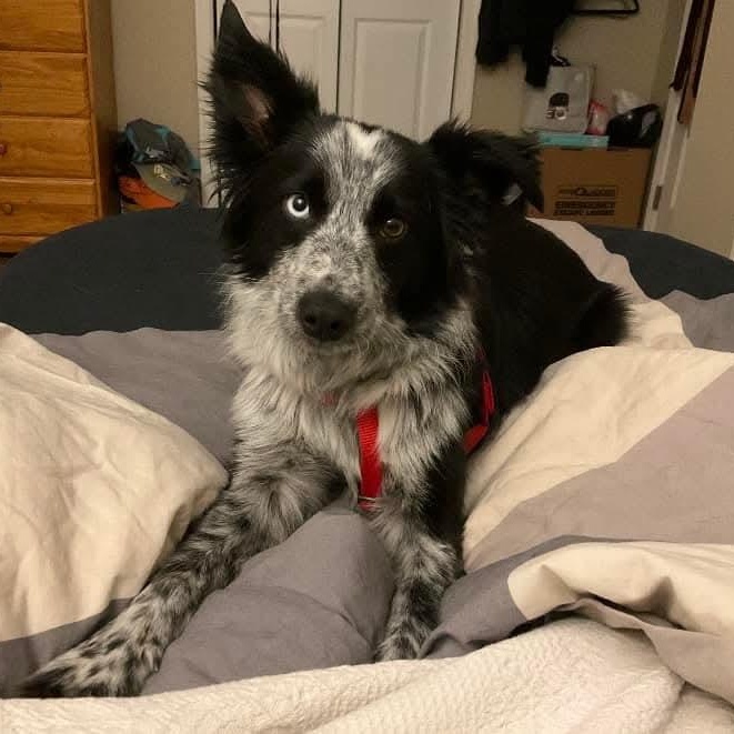 Enlarge Jake- ADOPTION PENDING, an adopted Australian Shepherd in Mount Bethel, PA image 3/6