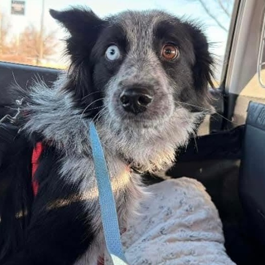 Enlarge Jake- ADOPTION PENDING, an adopted Australian Shepherd in Mount Bethel, PA image 5/6