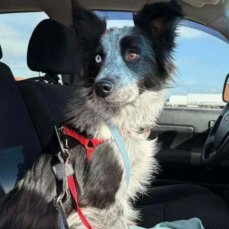 Enlarge Jake- ADOPTION PENDING, an adopted Australian Shepherd in Mount Bethel, PA image 2/6