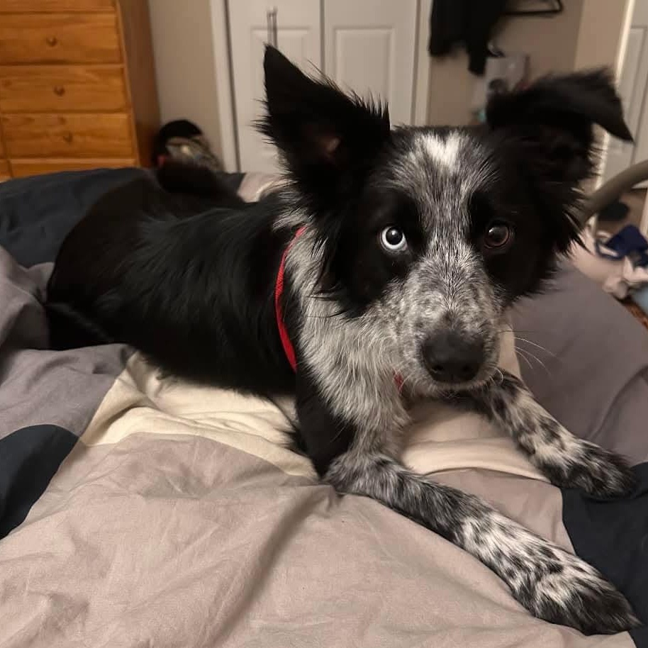 Jake- ADOPTION PENDING, adopted, Young Male Australian Shepherd.