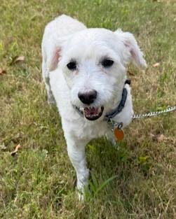 Enlarge BARKLEY, a Adoptable Maltipoo in Huntington, NY image 2/3