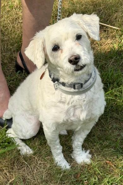 BARKLEY, Adoptable, Adult Male Maltipoo.