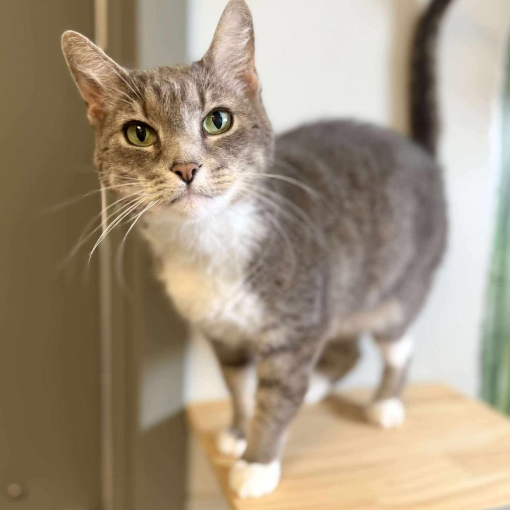 Sydney, a Adoptable mixed breed in Wichita, KS image 1/4