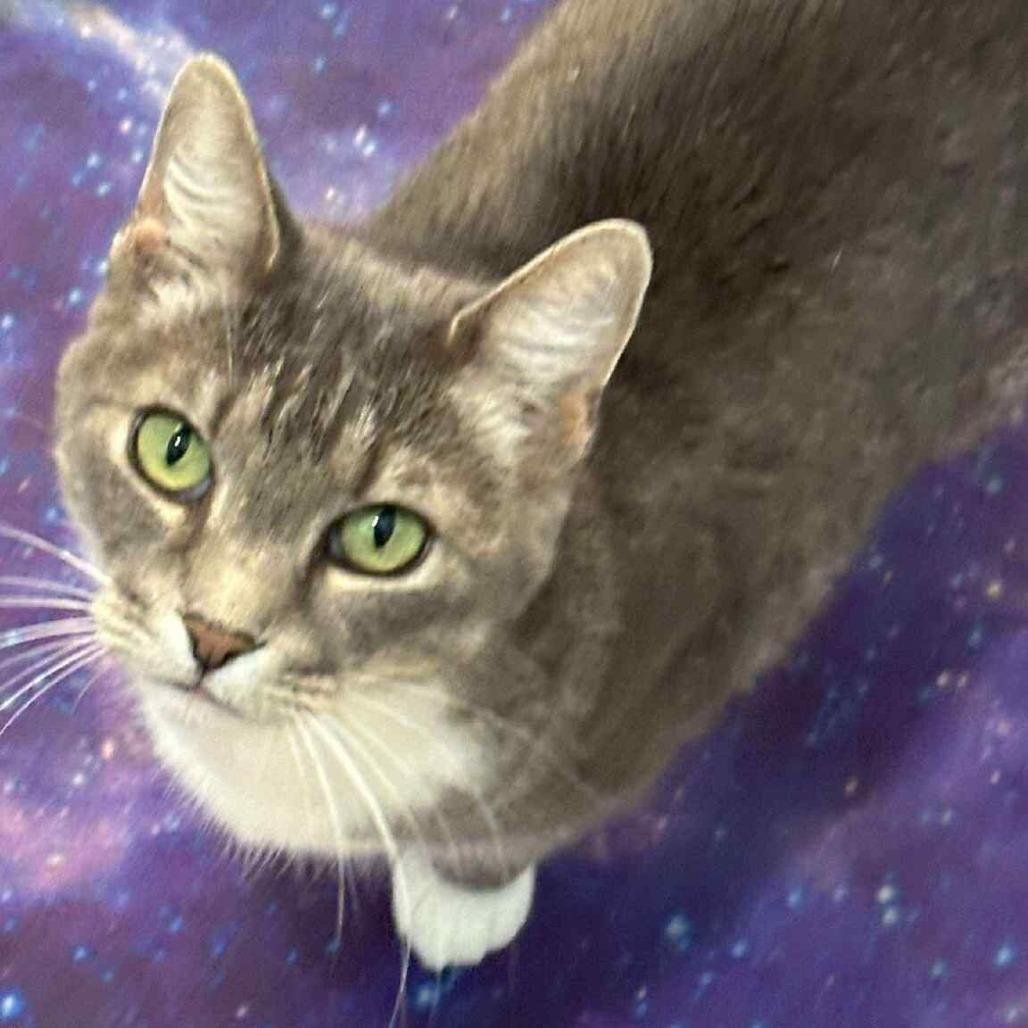 Sydney, a Adoptable mixed breed in Wichita, KS image 3/4