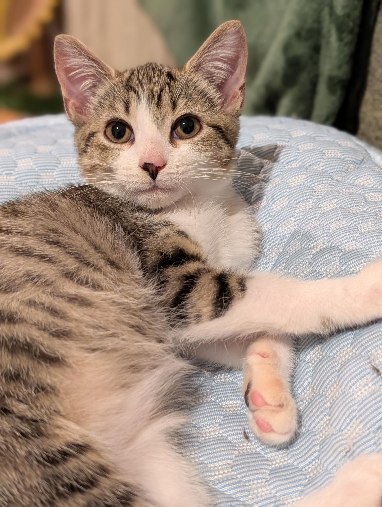 Lupita, ADOPTABLE, Kitten Female Tabby.