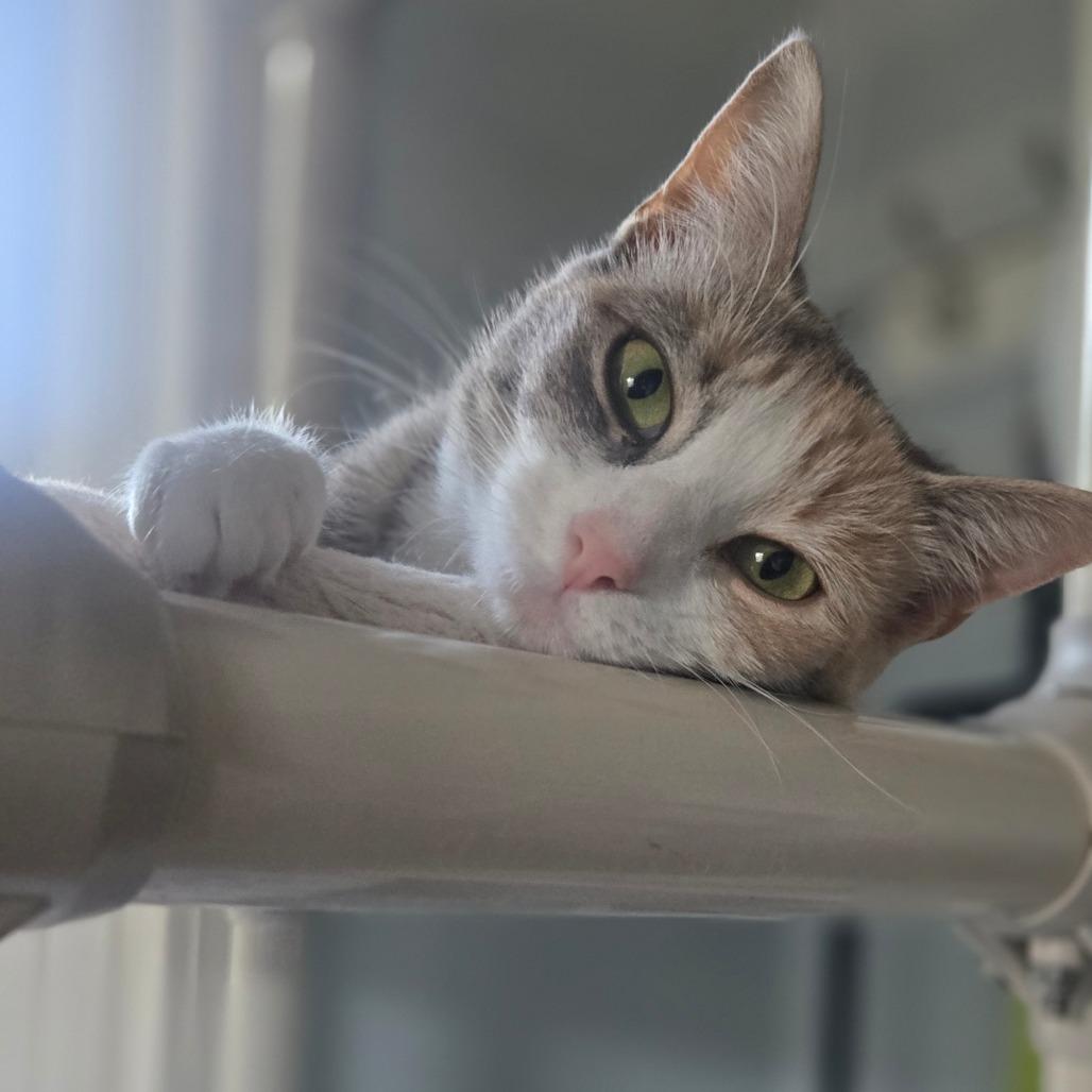 Spatula, Adoptable, Adult Female Domestic Short Hair.