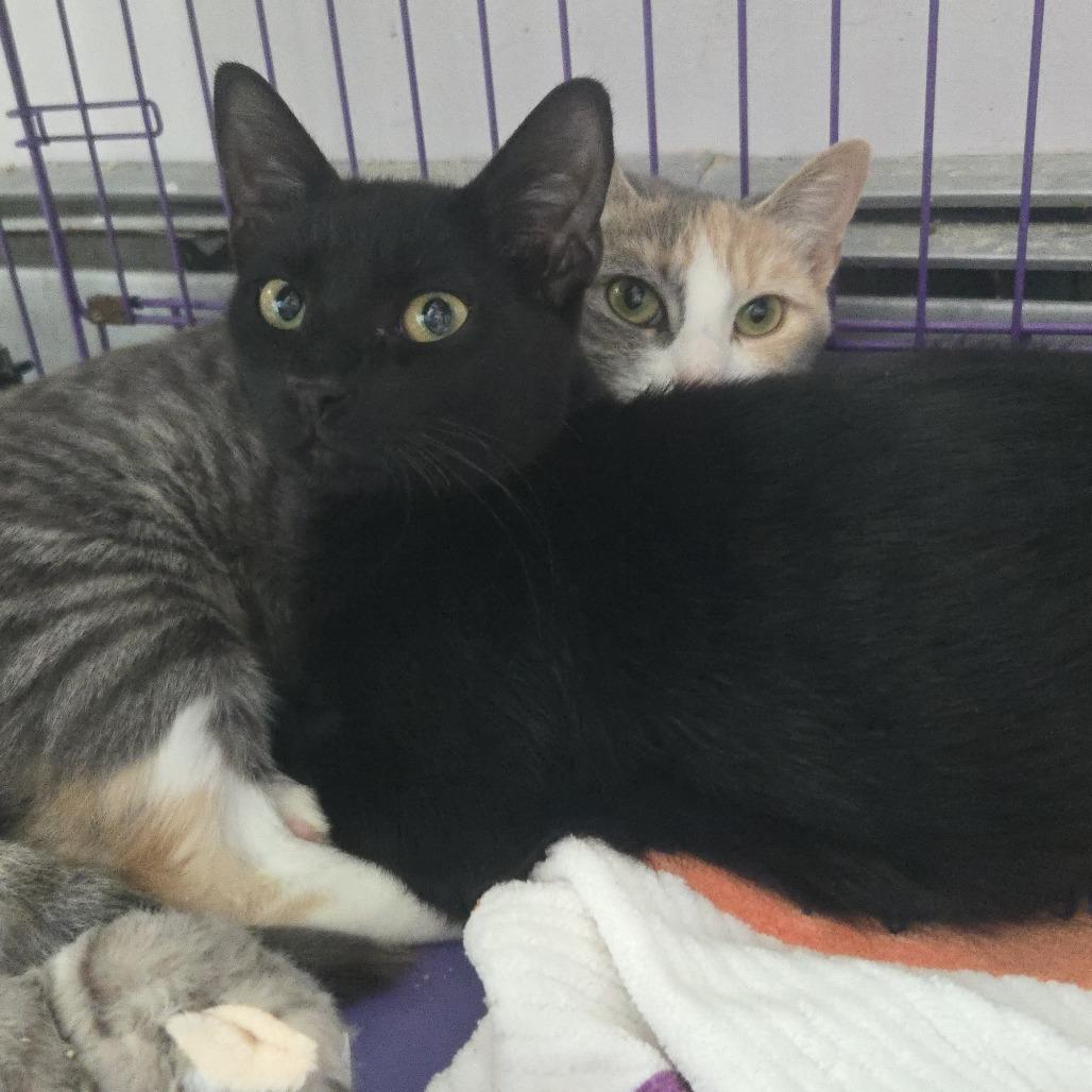 Enlarge Spatula, a Adoptable Domestic Short Hair in Salisbury, MA image 2/6