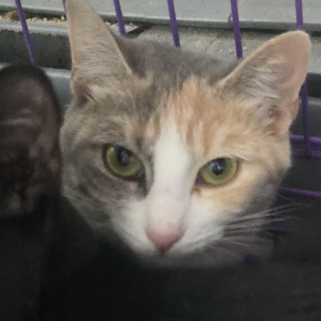 Enlarge Spatula, a Adoptable Domestic Short Hair in Salisbury, MA image 3/6