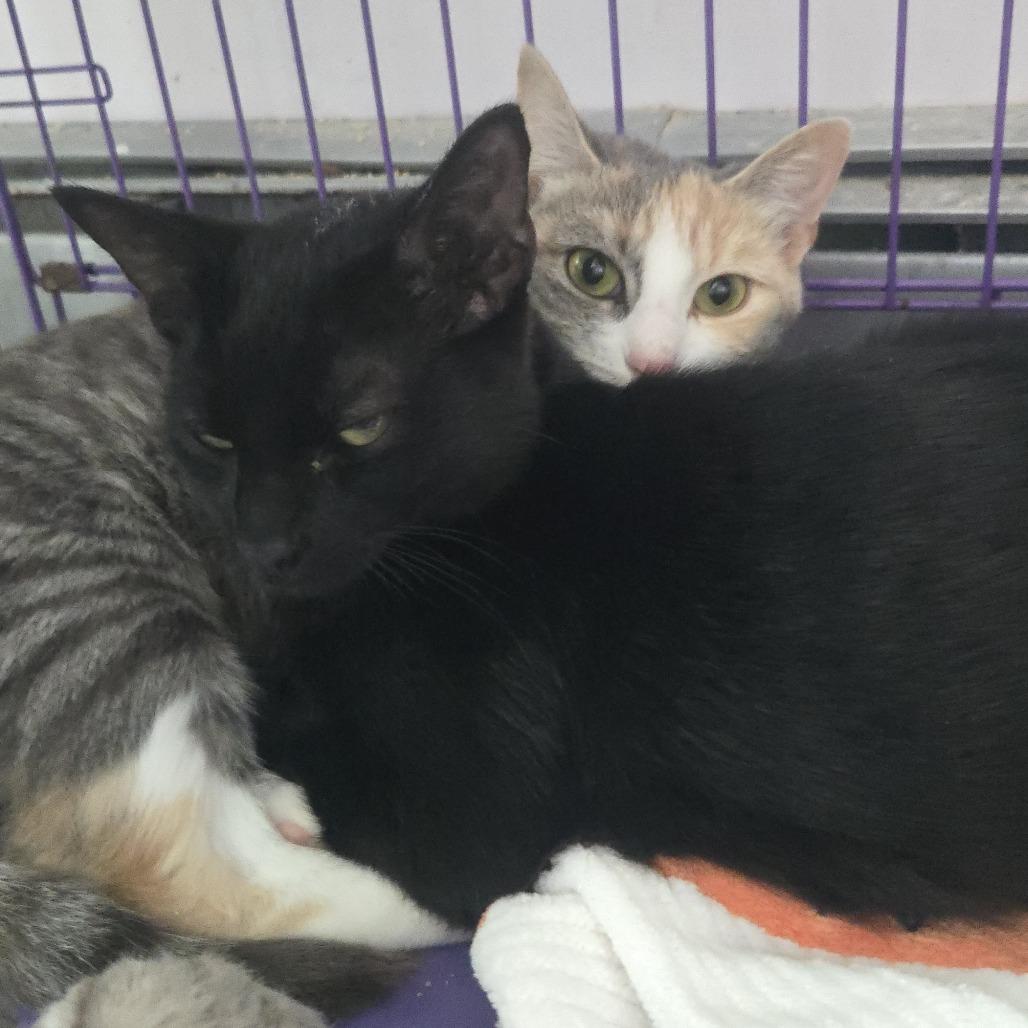 Enlarge Spatula, a Adoptable Domestic Short Hair in Salisbury, MA image 4/6