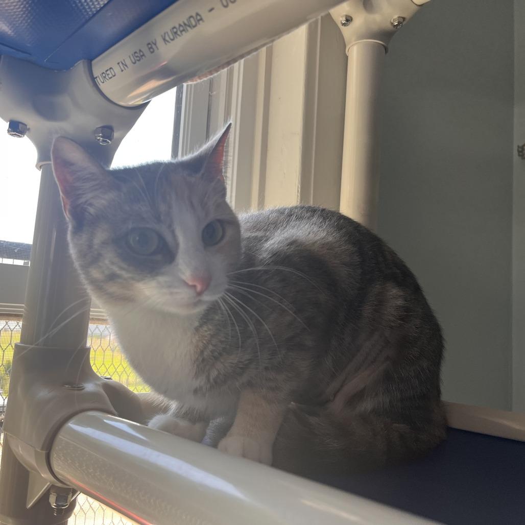 Enlarge Spatula, a Adoptable Domestic Short Hair in Salisbury, MA image 5/6