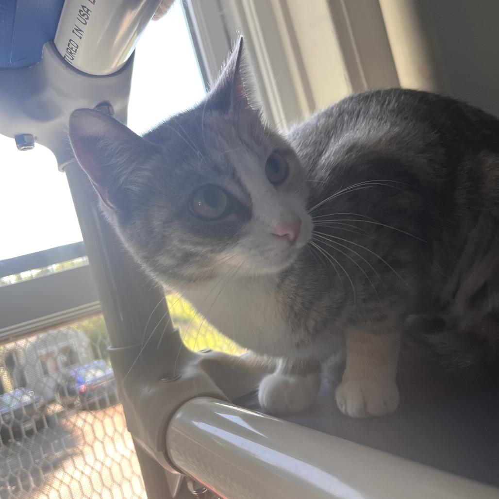Enlarge Spatula, a Adoptable Domestic Short Hair in Salisbury, MA image 6/6