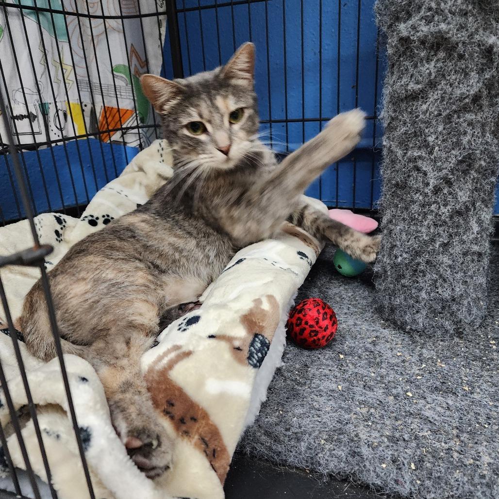 Dottie (C000-734) - Chino Hills Location, Adoptable, Adult Female Domestic Short Hair.