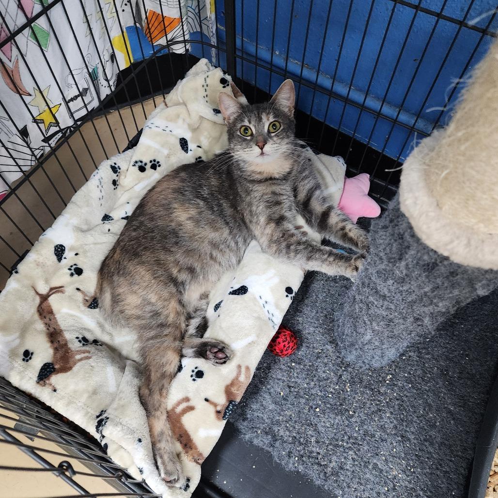 Enlarge Dottie (C000-734) - Chino Hills Location, a Adoptable Domestic Short Hair in Chino Hills, CA image 2/5