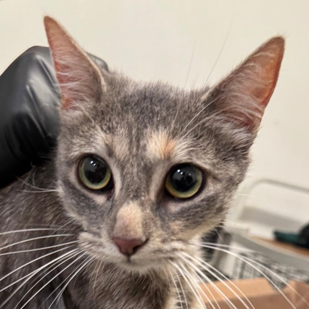 Enlarge Dottie (C000-734) - Chino Hills Location, a Adoptable Domestic Short Hair in Chino Hills, CA image 3/5