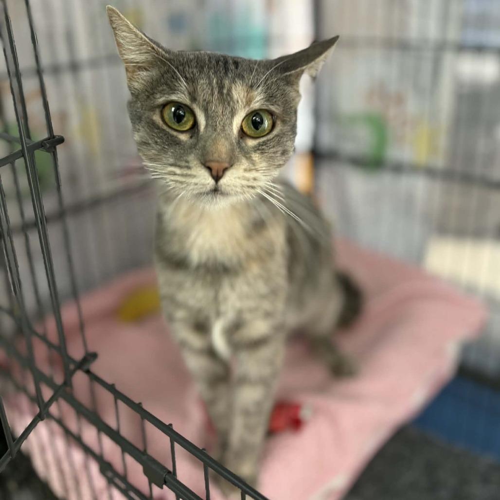 Enlarge Dottie (C000-734) - Chino Hills Location, a Adoptable Domestic Short Hair in Chino Hills, CA image 4/5