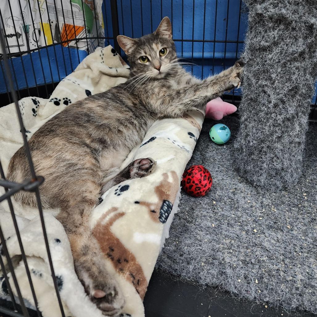 Enlarge Dottie (C000-734) - Chino Hills Location, a Adoptable Domestic Short Hair in Chino Hills, CA image 5/5