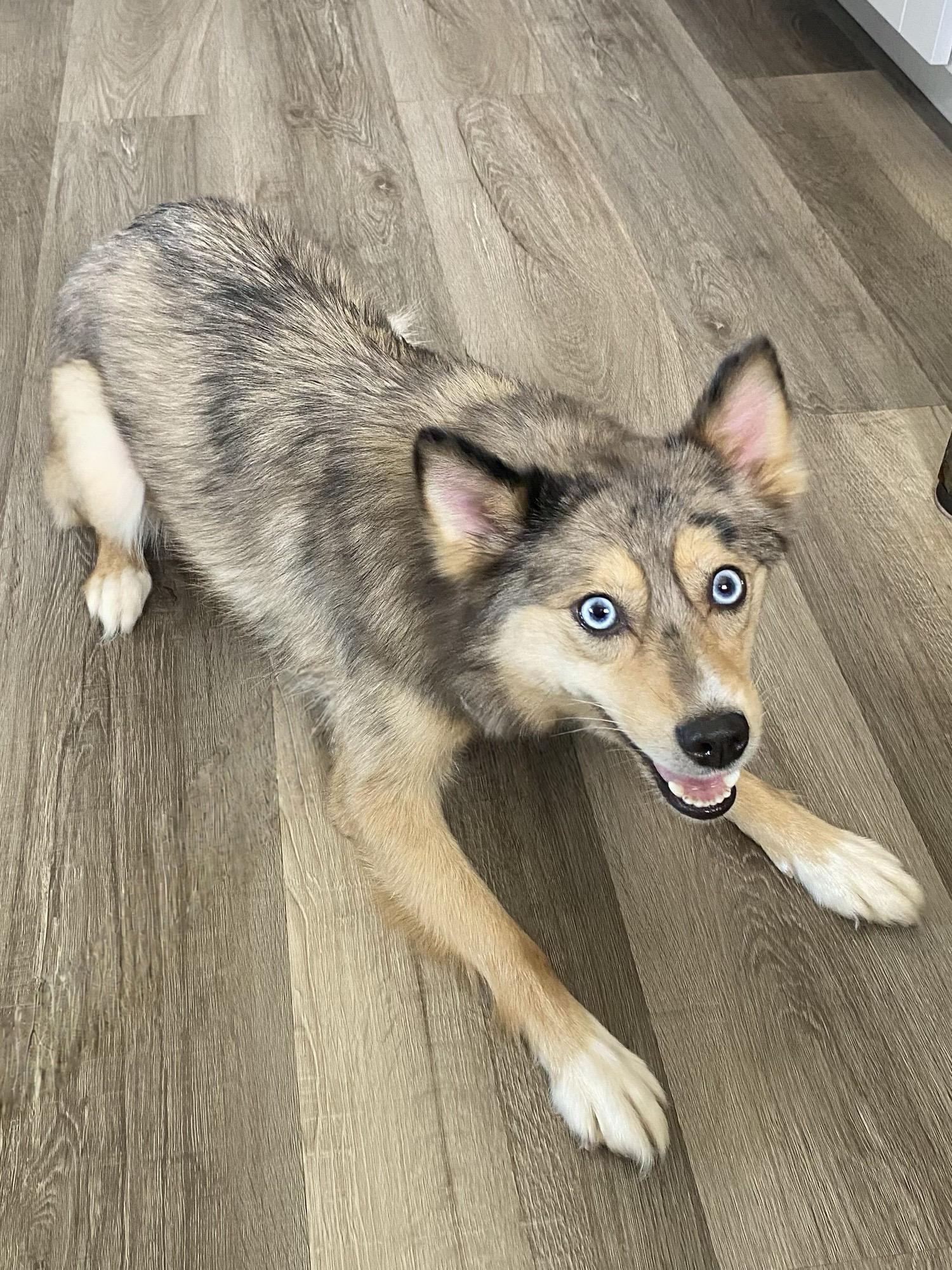 Enlarge Raven, a ADOPTABLE Pomsky in Winston, OR image 2/2