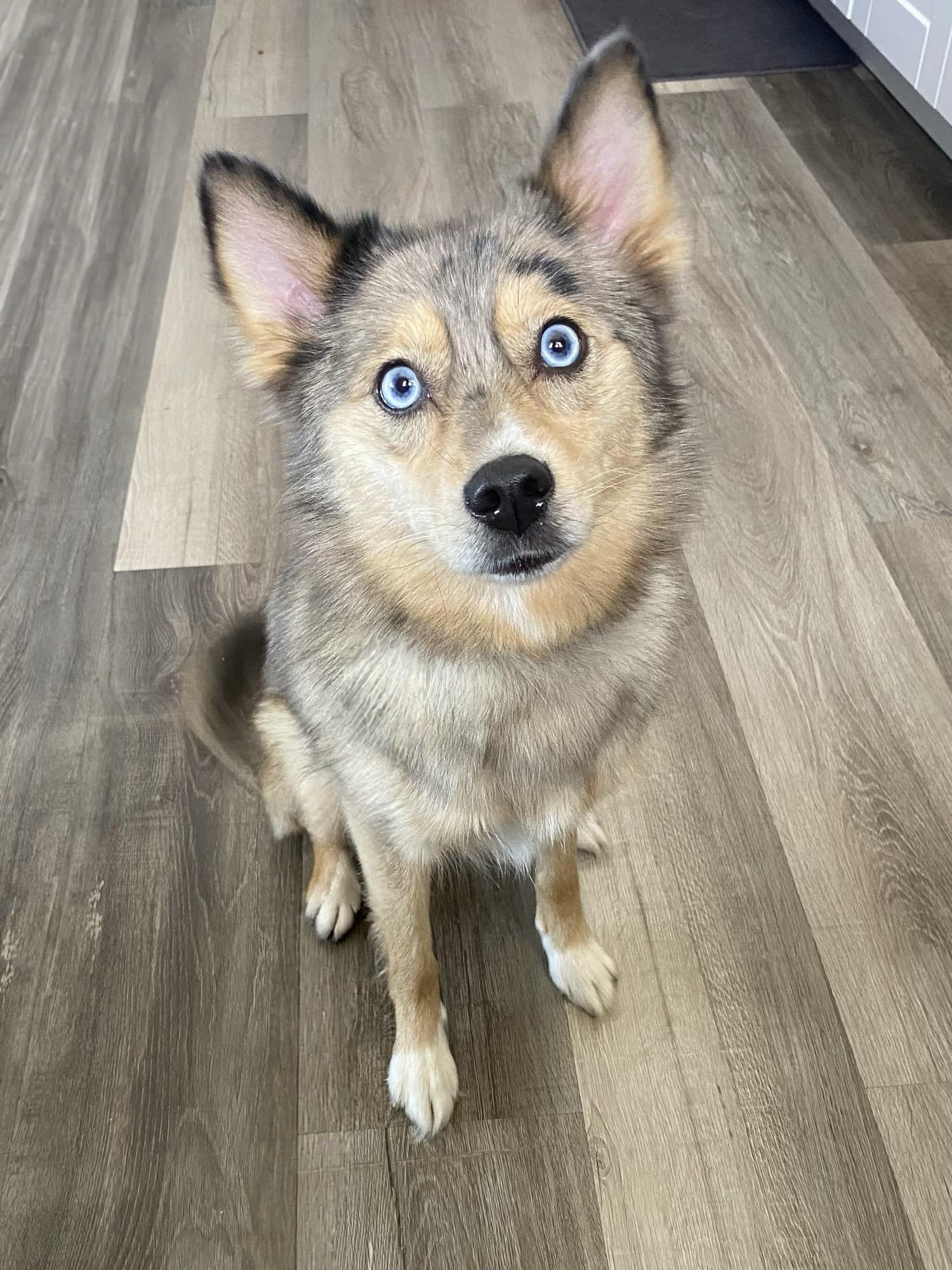 Enlarge Raven, a ADOPTABLE Pomsky in Winston, OR image 1/2