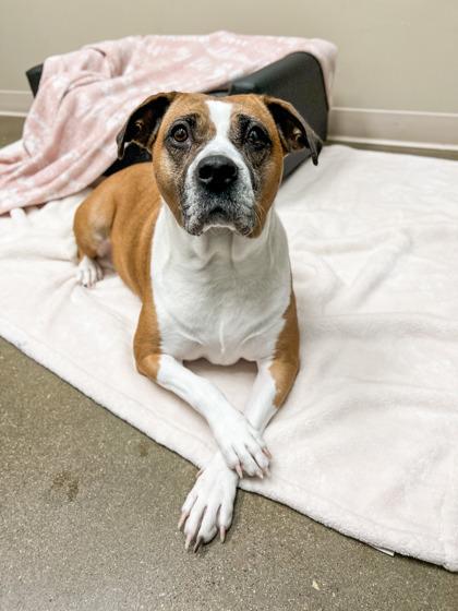 Myra, Adoptable, Senior Female Boxer & Pit Bull Terrier.