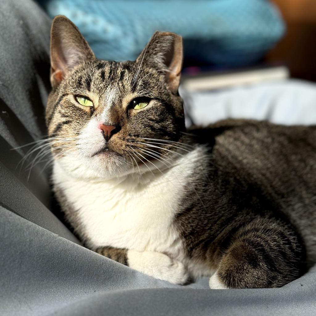 Holly Berry (meet me in foster care!), Adoptable, Adult Female Domestic Short Hair.