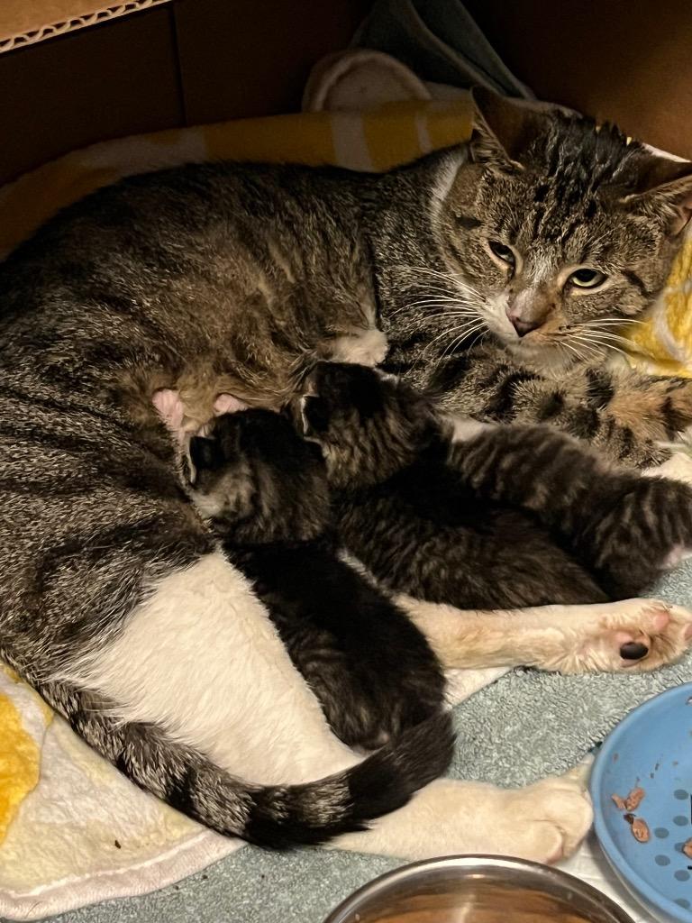 Enlarge Holly Berry (meet me in foster care!), a Adoptable mixed breed in Brooklyn, NY image 2/3