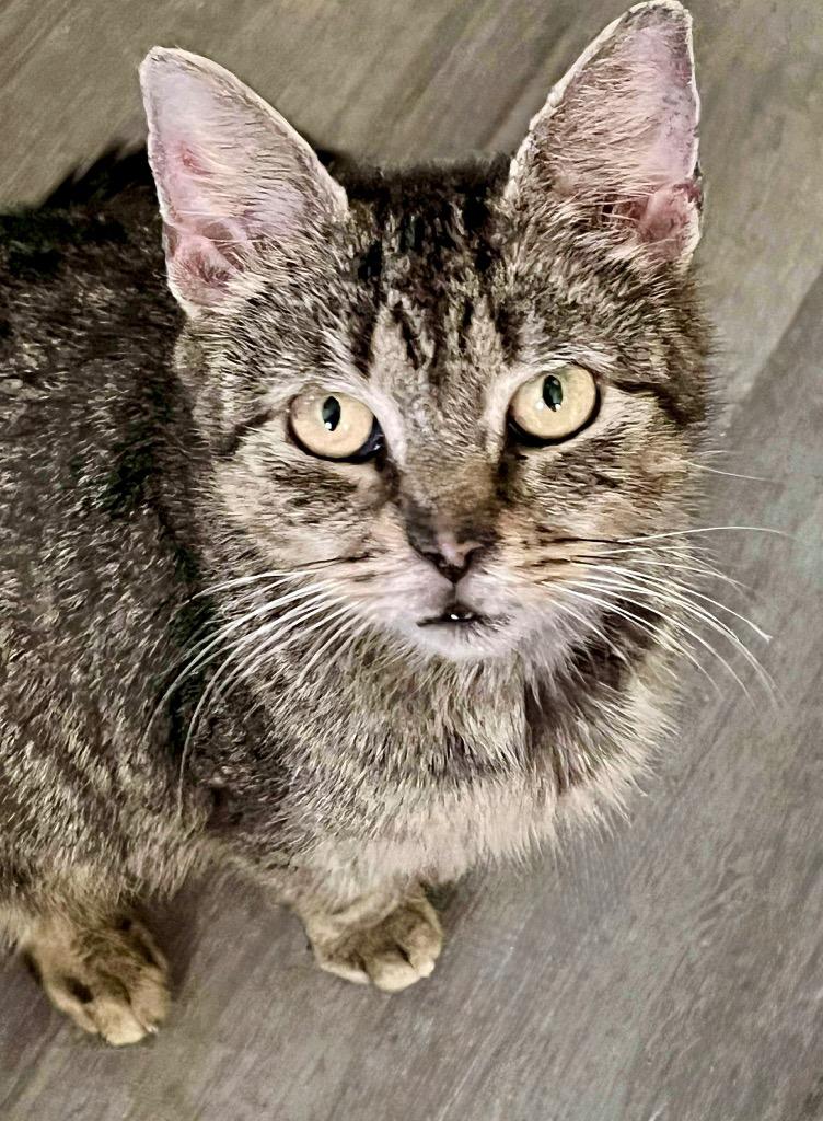 Valora, Adoptable, Adult Female Domestic Short Hair.