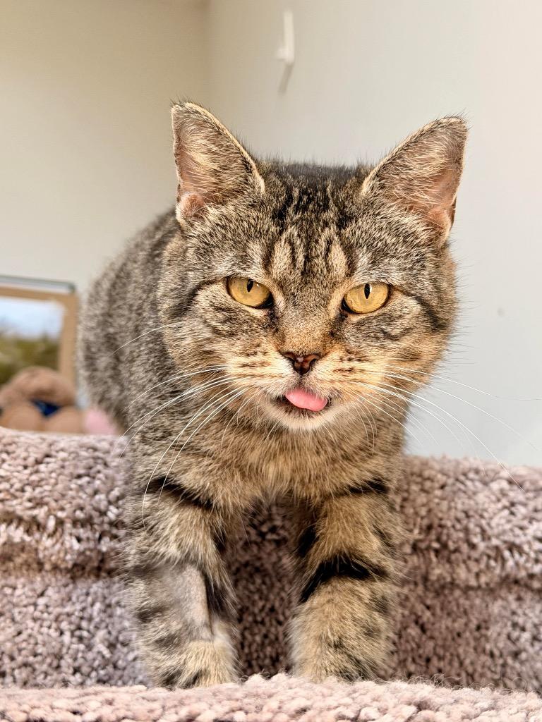 Enlarge Valora, a Adoptable Domestic Short Hair in Augusta, GA image 2/2