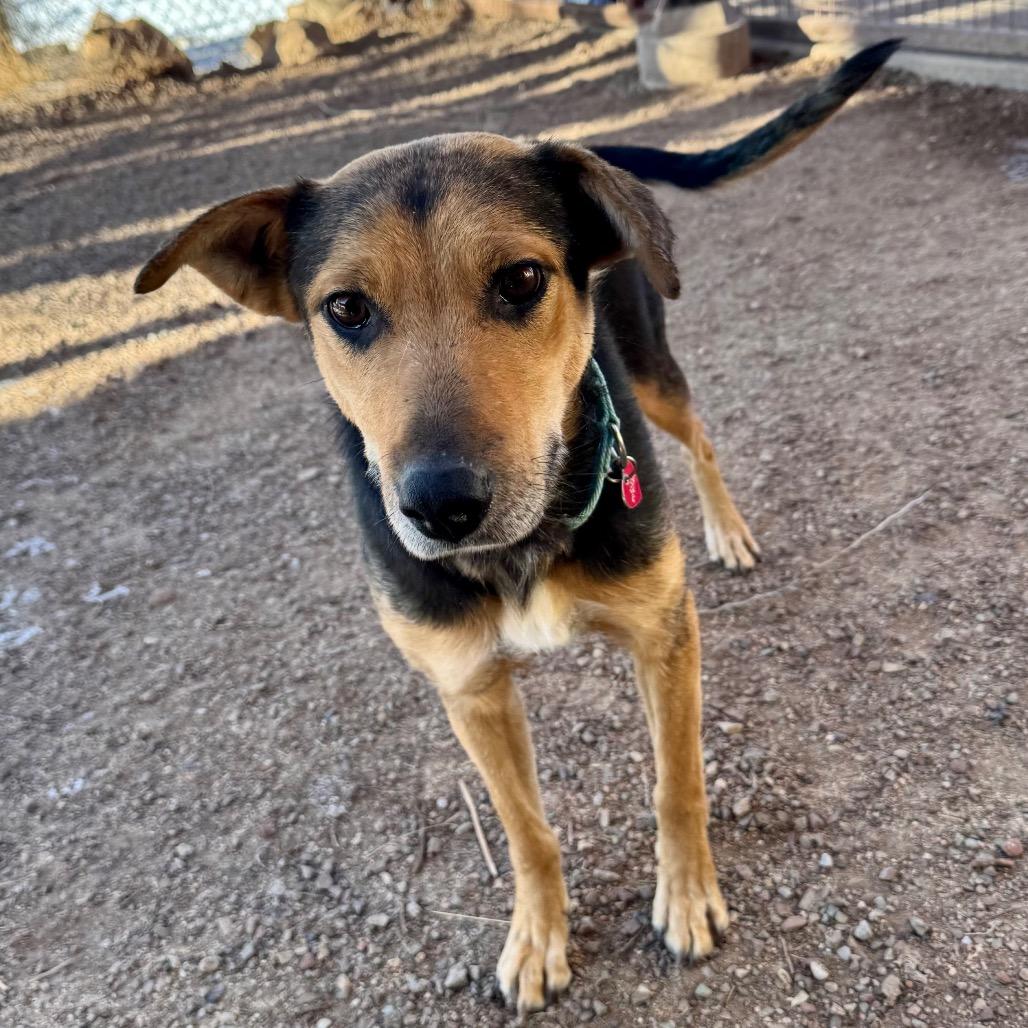 Enlarge Maya, a Adoptable Mixed Breed in Glenwood Springs, CO image 1/3