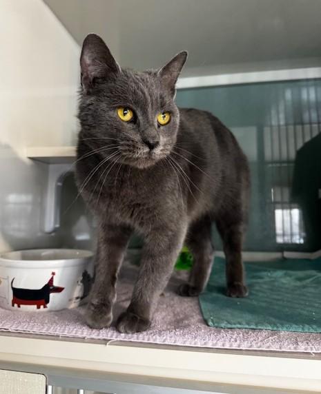 Sabrina, a ADOPTABLE Domestic Short Hair in Hutchinson, MN image 1/4