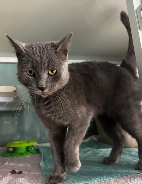 Sabrina, a ADOPTABLE Domestic Short Hair in Hutchinson, MN image 3/4