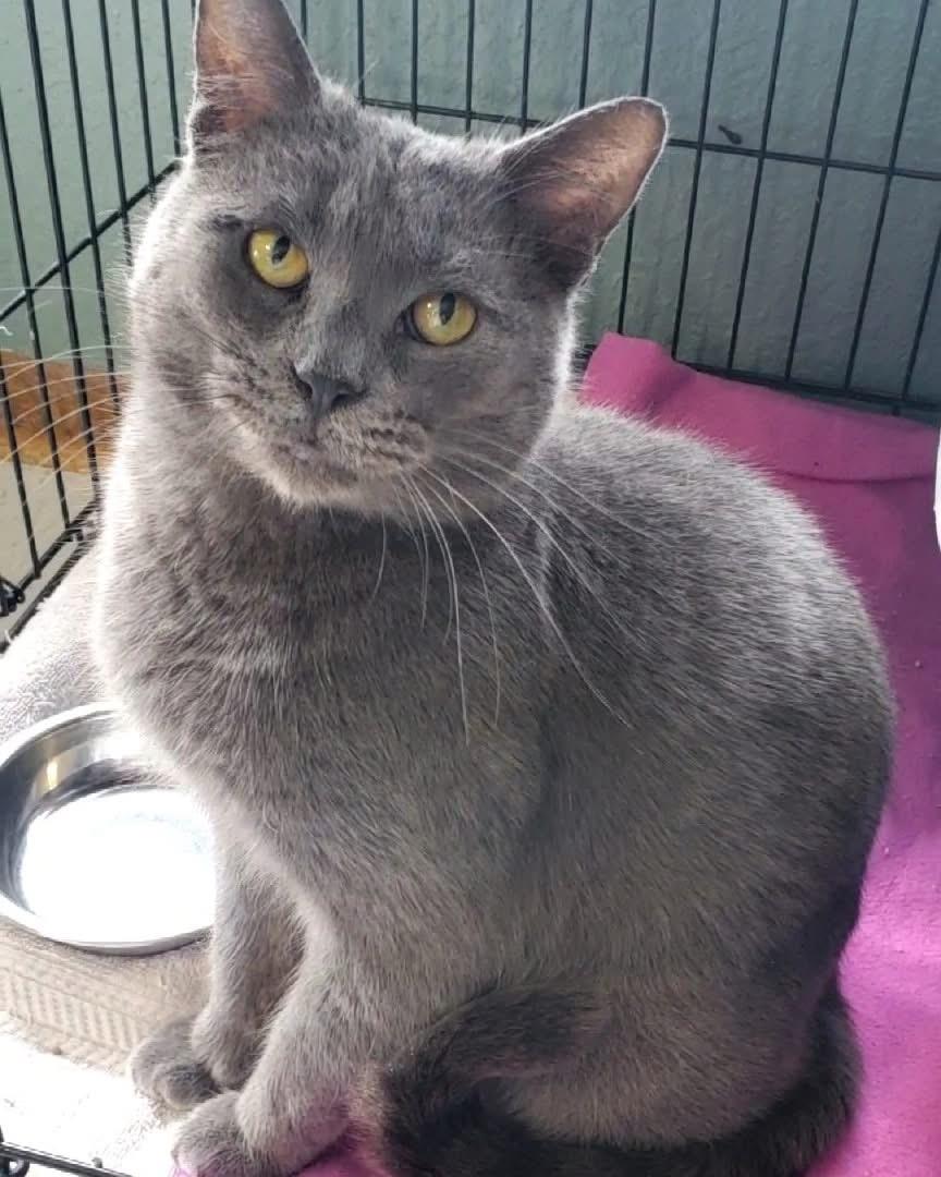 Sabrina, ADOPTABLE, Adult Female Domestic Short Hair.