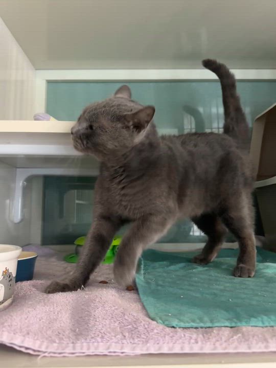 Enlarge Sabrina, a ADOPTABLE Domestic Short Hair in Hutchinson, MN video 4/4