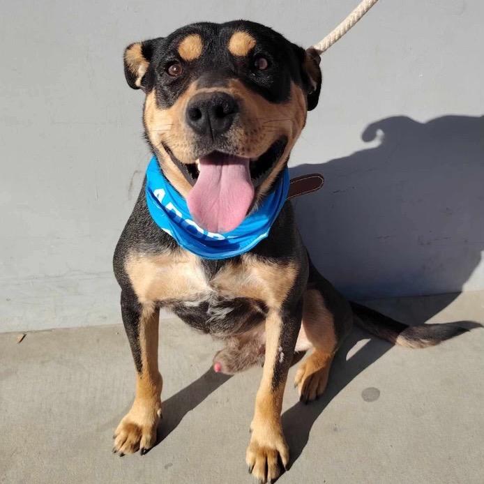 Dexter, a Adoptable mixed breed in San Diego, CA image 1/6