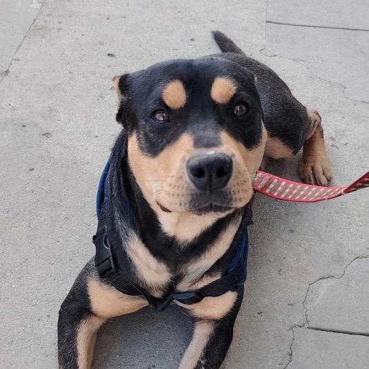 Dexter, a Adoptable mixed breed in San Diego, CA image 2/6