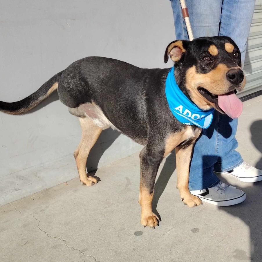 Dexter, a Adoptable mixed breed in San Diego, CA image 3/6