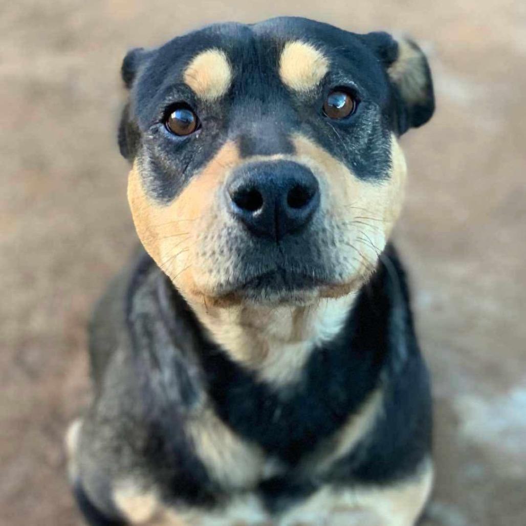 Dexter, a Adoptable mixed breed in San Diego, CA image 4/6