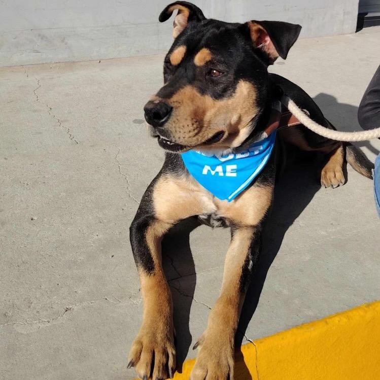 Dexter, a Adoptable mixed breed in San Diego, CA image 6/6