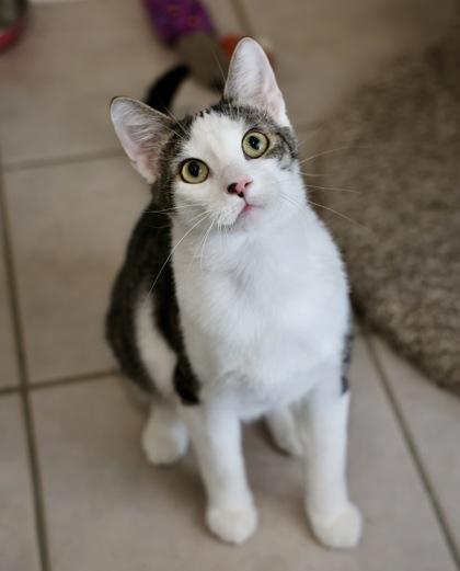 Enlarge Eric, a Adoptable Domestic Short Hair in Hastings, MN image 2/4