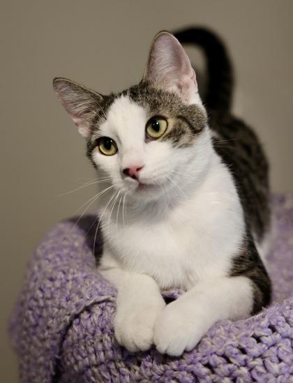 Eric, a Adoptable Domestic Short Hair in Hastings, MN image 2/2