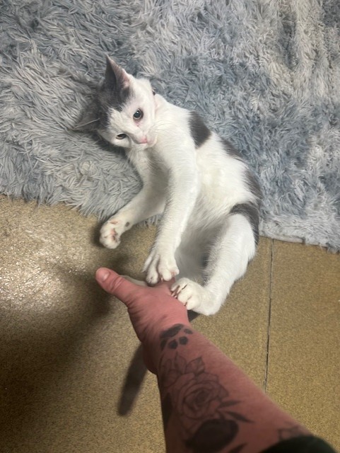 Enlarge Anastasia, a Adopted Domestic Short Hair in Ambler, PA image 1/5