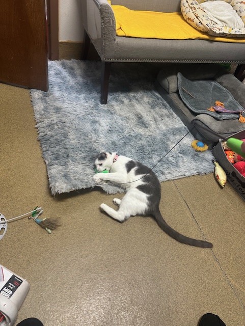 Enlarge Anastasia, a Adopted Domestic Short Hair in Ambler, PA image 3/5