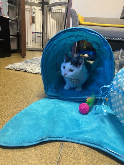 Enlarge Anastasia, a Adopted Domestic Short Hair in Ambler, PA image 4/5