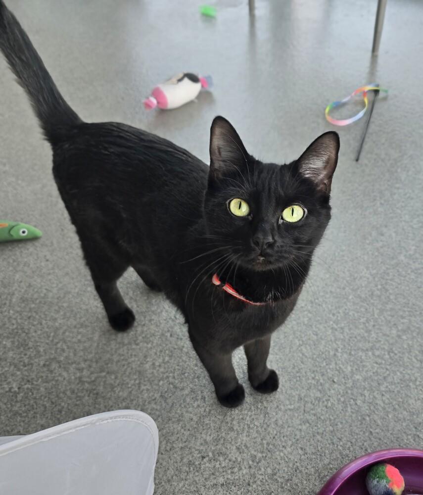 Sienna, Adoptable, Young Female Domestic Short Hair.