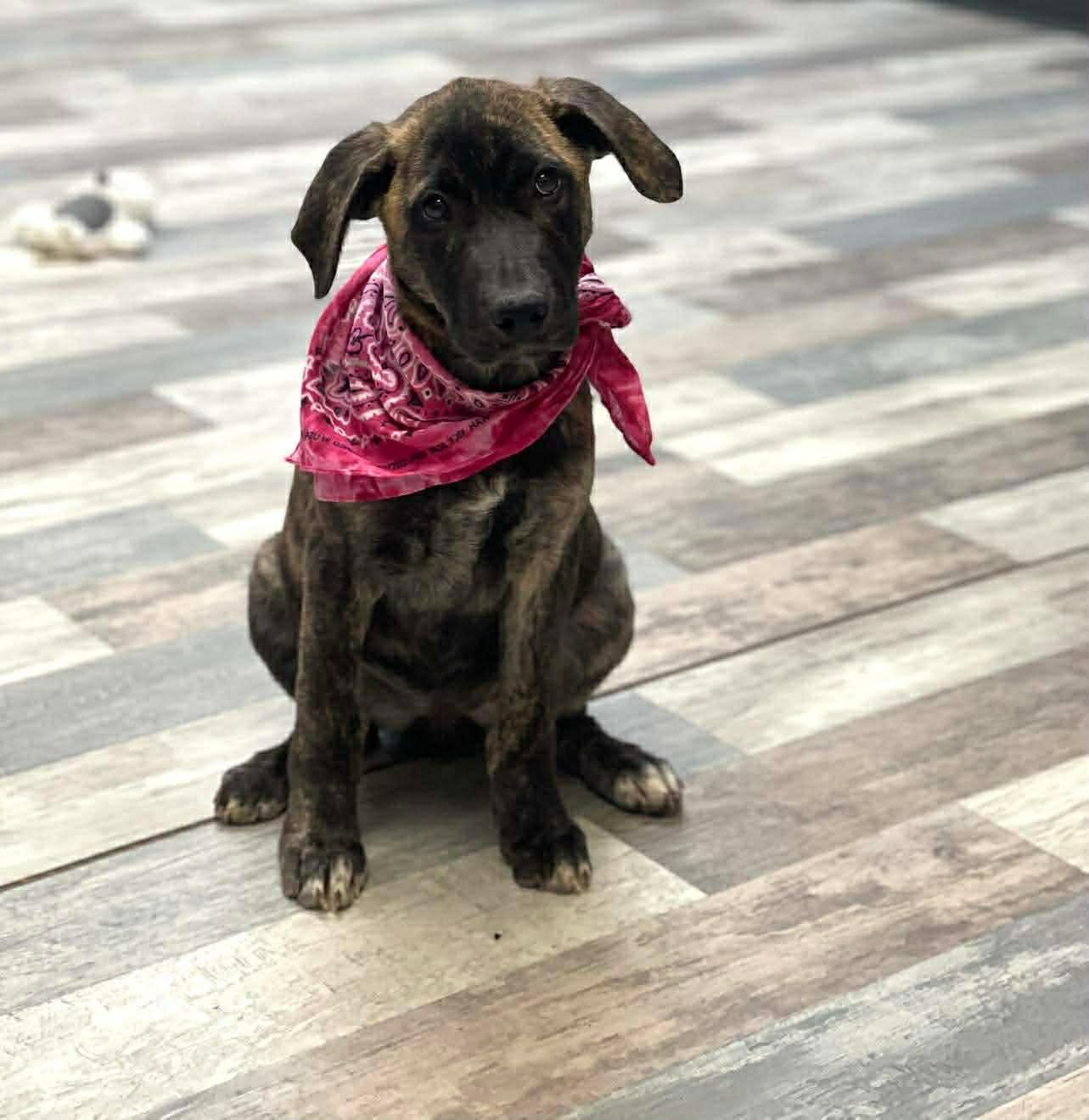 Enlarge Ladybug the Shepherd Puppy, a Adoptable mixed breed in Muskego, WI image 5/6