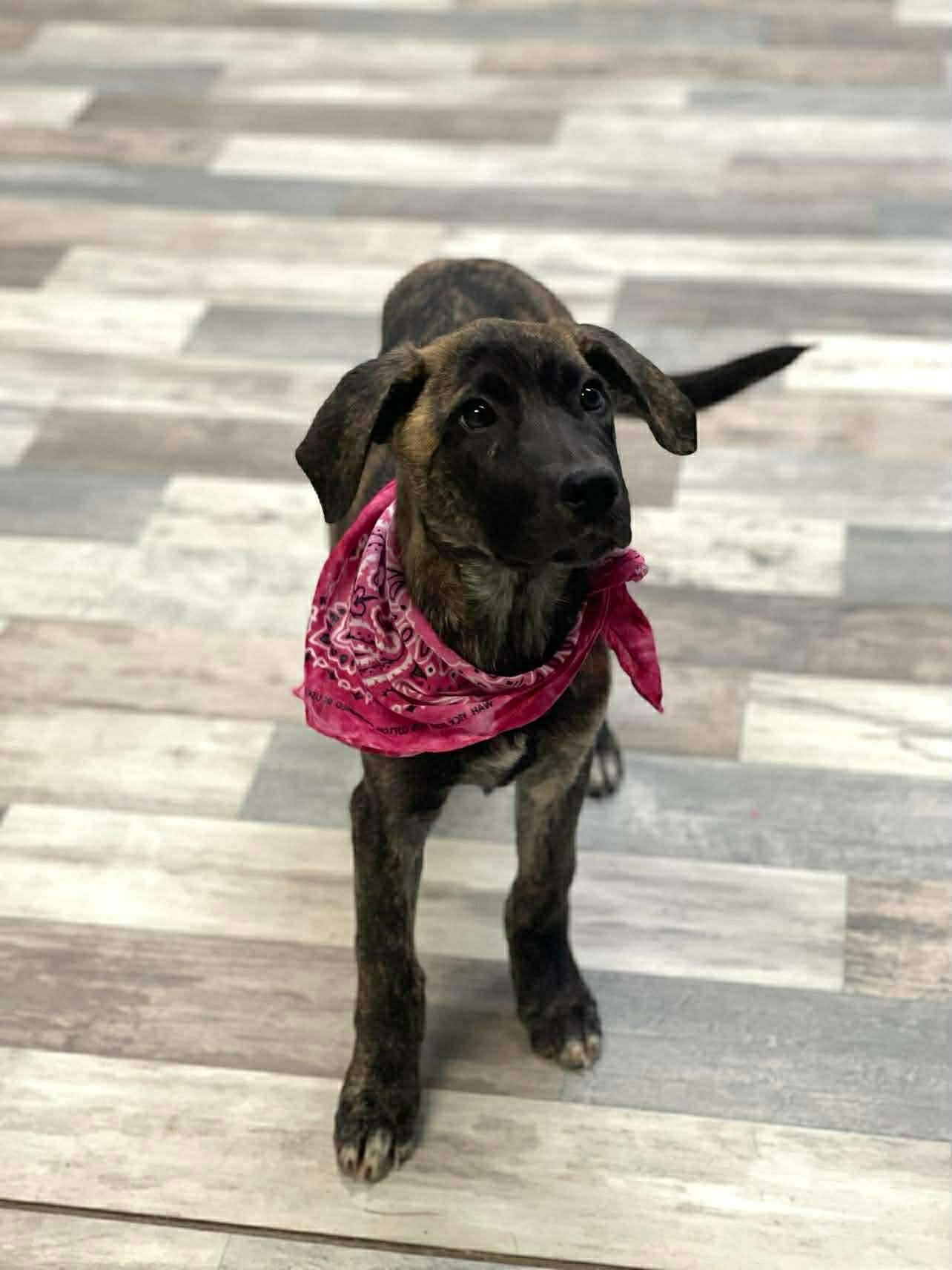 Enlarge Ladybug the Shepherd Puppy, a Adoptable mixed breed in Muskego, WI image 6/6
