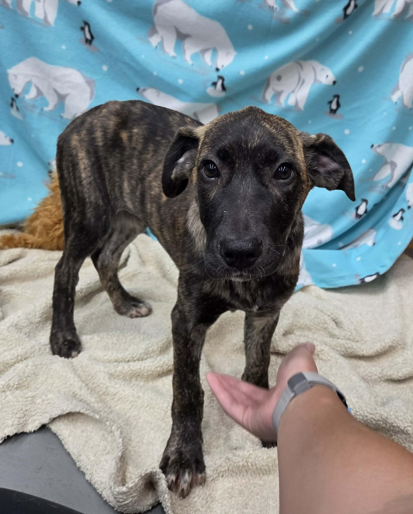 Enlarge Ladybug the Shepherd Puppy, a Adoptable mixed breed in Muskego, WI image 3/6