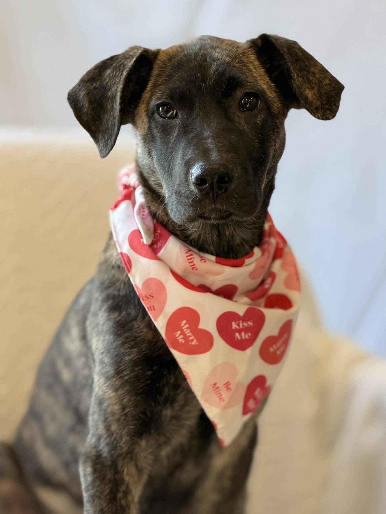 Enlarge Ladybug the Shepherd Puppy, a Adoptable mixed breed in Muskego, WI image 2/6